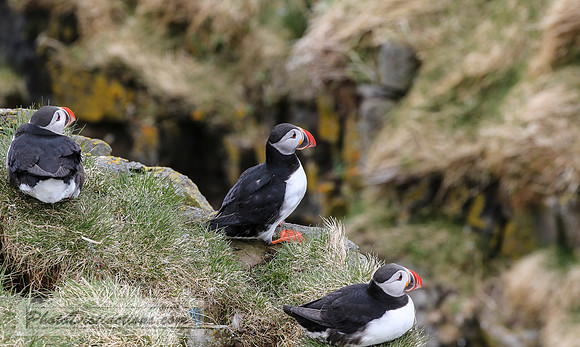Puffin 7D1982 (1 of 1)
