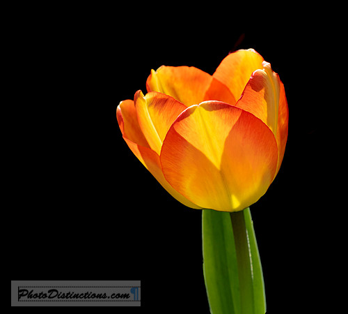 LEWIS GINTER-45