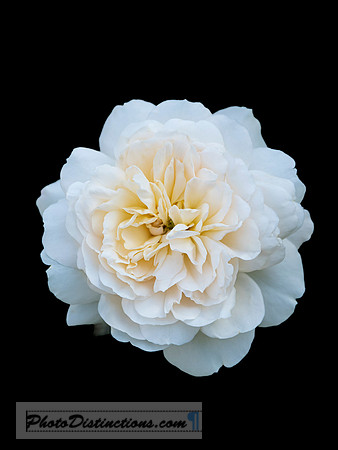 LEWIS GINTER-59