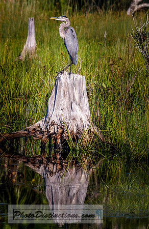 heron 4457 (1 of 1)