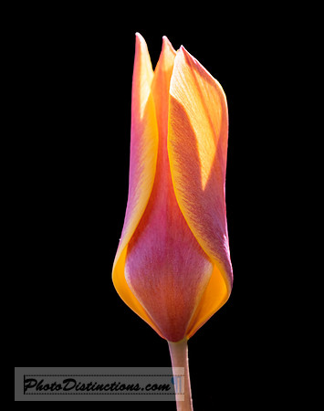 LEWIS GINTER-47
