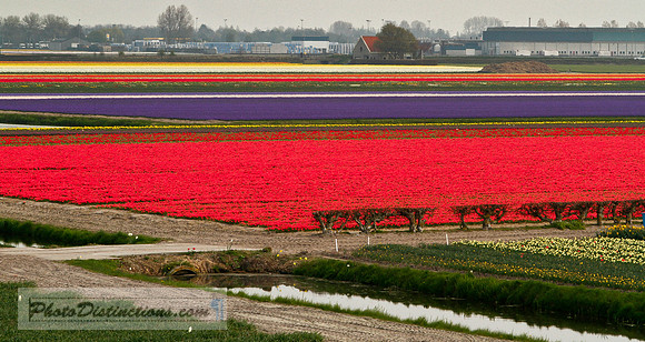 windmill tulip[s 2791 (1 of 1)