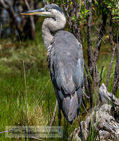 blue heron (1 of 1)