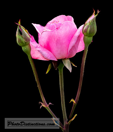 LEWIS GINTER-70