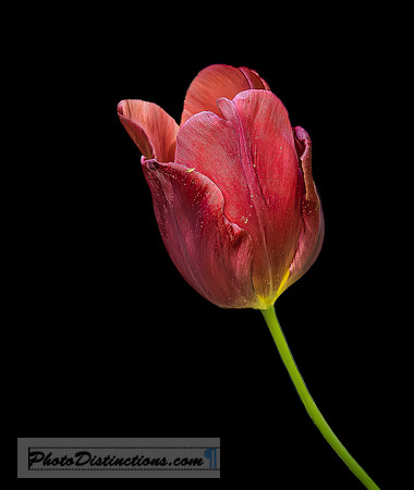 LEWIS GINTER-76