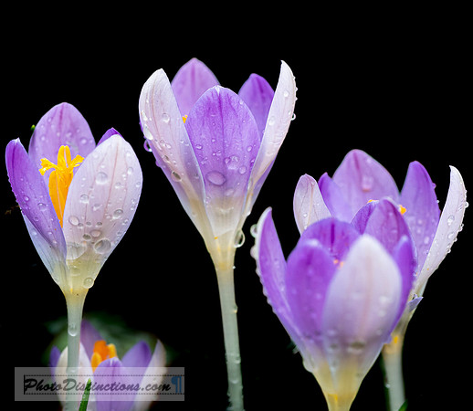 LEWIS GINTER-21