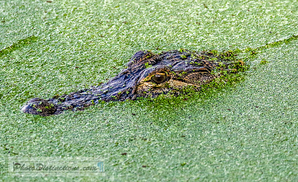 7827.3 gator covered with duckweed (1 of 1)