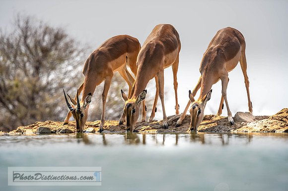 MADIKWE-2