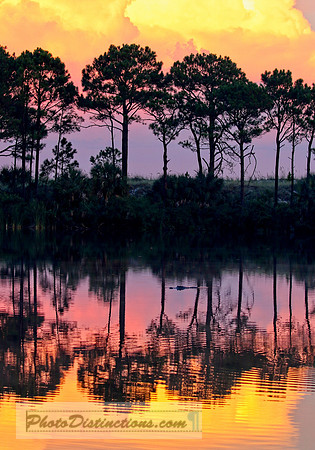 9228.j  Gator at the lake