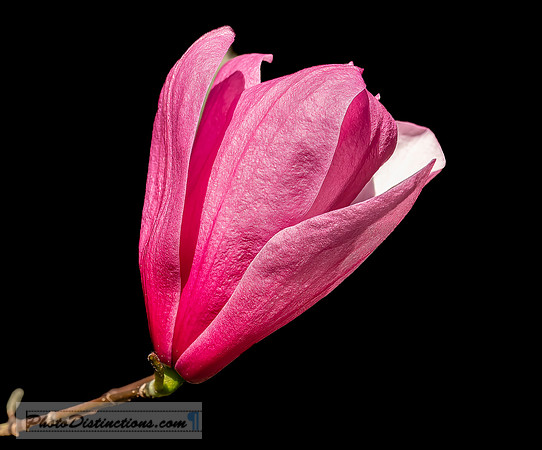 LEWIS GINTER-35