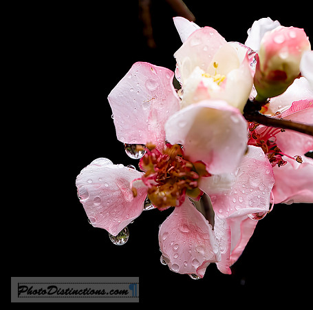 LEWIS GINTER-18