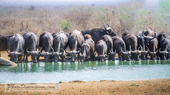 MADIKWE-4