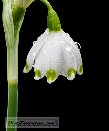 LEWIS GINTER-19