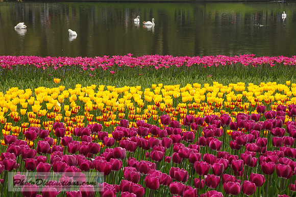 _MG_2605 @ lake