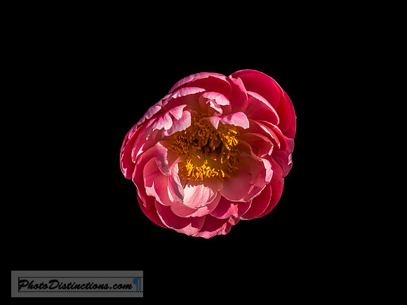 LEWIS GINTER-63