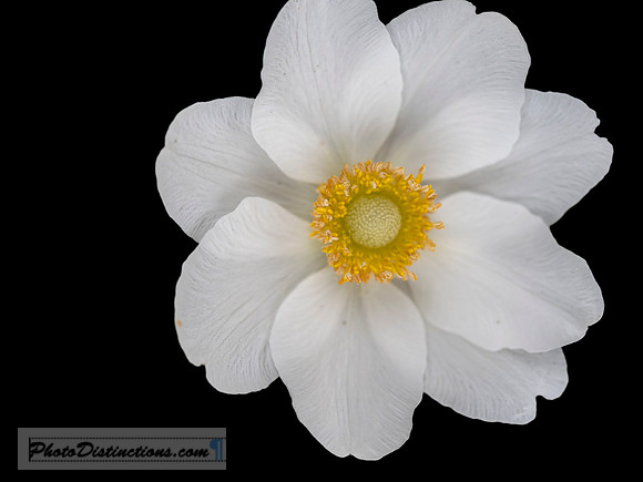 LEWIS GINTER-5