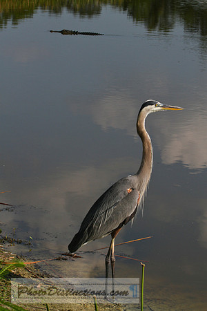 heron 3998 w- gator (1 of 1)