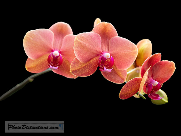 LEWIS GINTER-8