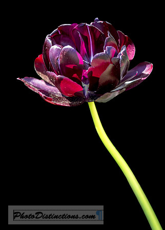LEWIS GINTER-77