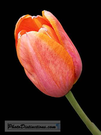 LEWIS GINTER