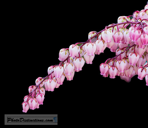 LEWIS GINTER-36
