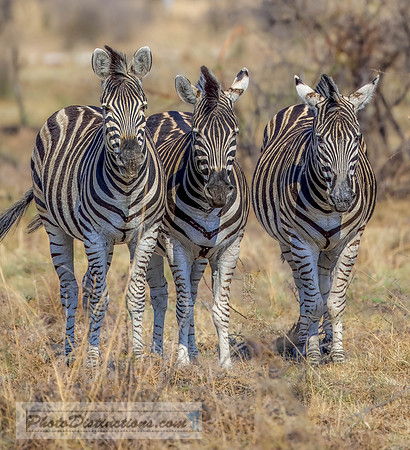 MADIKWE