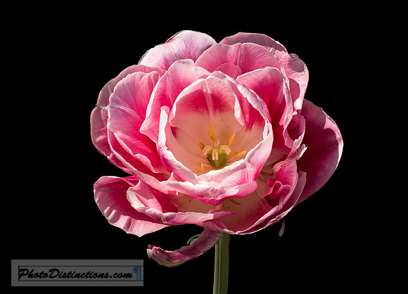 LEWIS GINTER-58