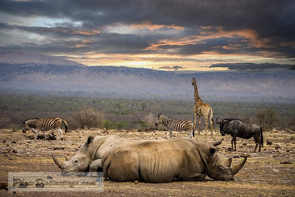 MADIKWE SOUTH AFRICA