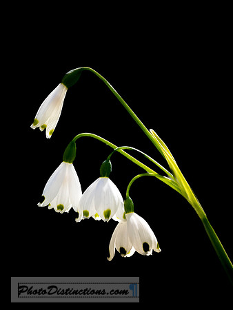 LEWIS GINTER-38