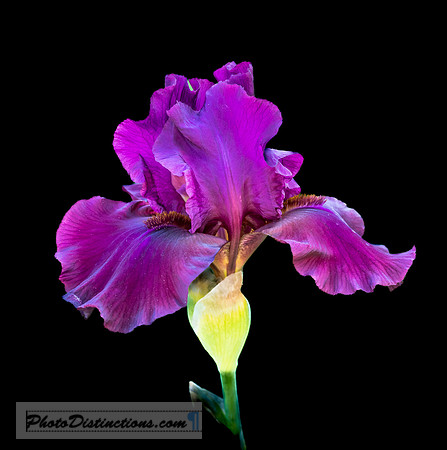 LEWIS GINTER-64