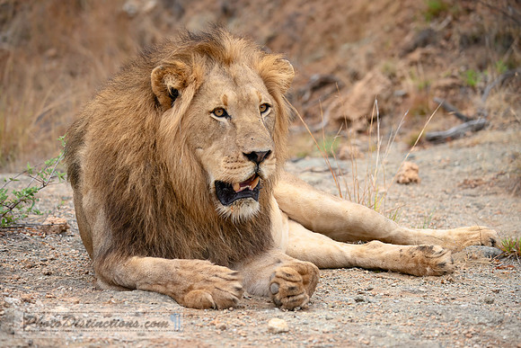 MADIKWE SOUTH AFRICA-3