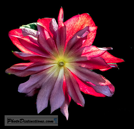 LEWIS GINTER-57