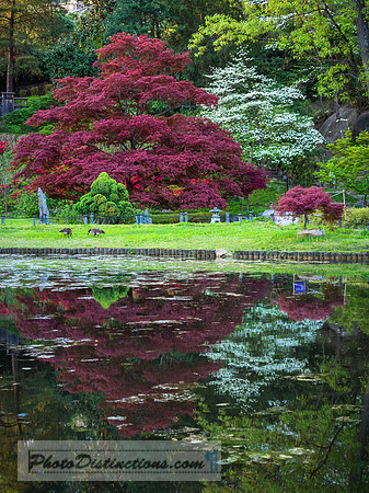 MAYMONT-60-4-9