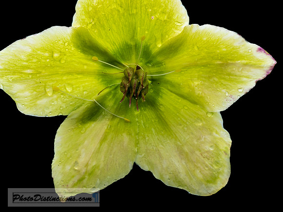 LEWIS GINTER-24