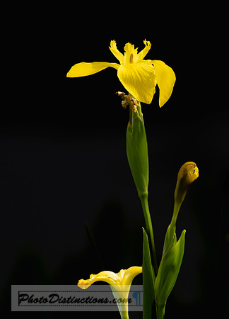 LEWIS GINTER-66