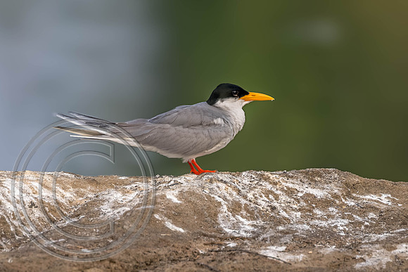 RANGANATHITTU-6