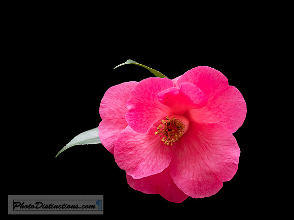 LEWIS GINTER-26