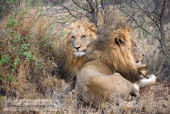 MADIKWE SOUTH AFRICA-2