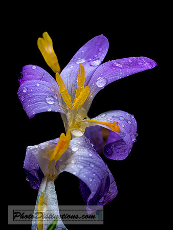 LEWIS GINTER-23