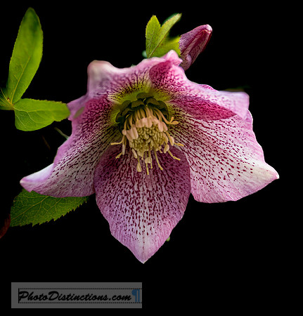 LEWIS GINTER-13