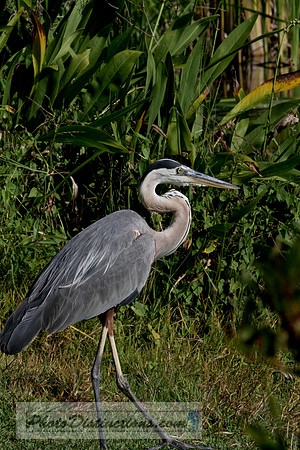 heron 3971 (1 of 1)