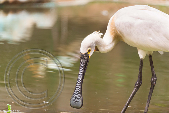 BIRDS-7806