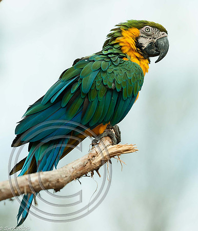 BIRDS-2710