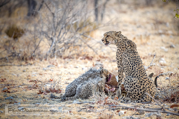 NAMIBIA-10