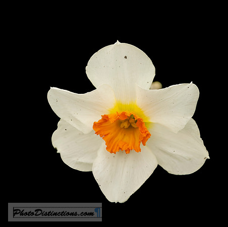 LEWIS GINTER-17