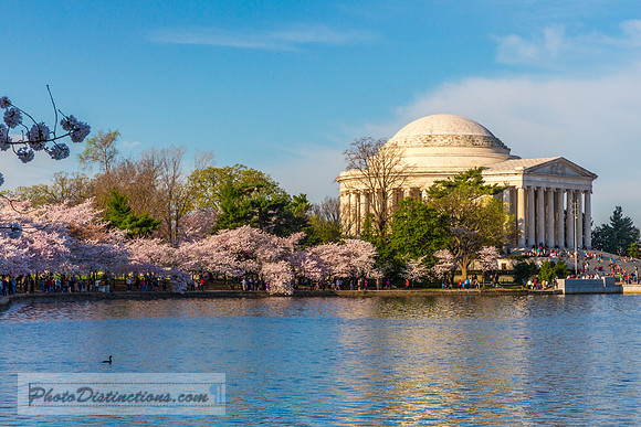 dc blossoms 8521e2 (1 of 1)