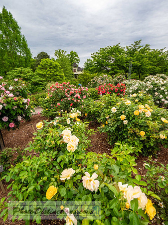 LEWIS GINTER-767-2-HDR-38