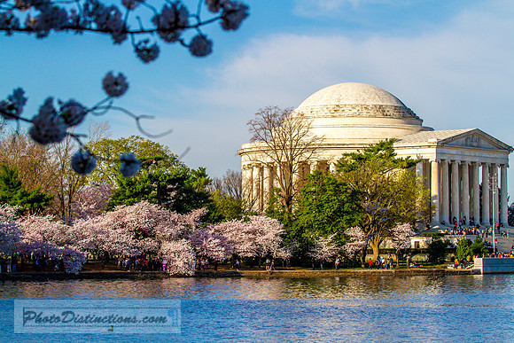 dc blossoms 2531e2 (1 of 1)
