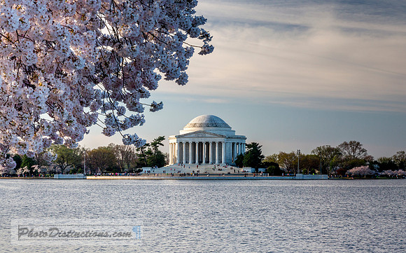 dc blossoms 8488e2 (1 of 1)
