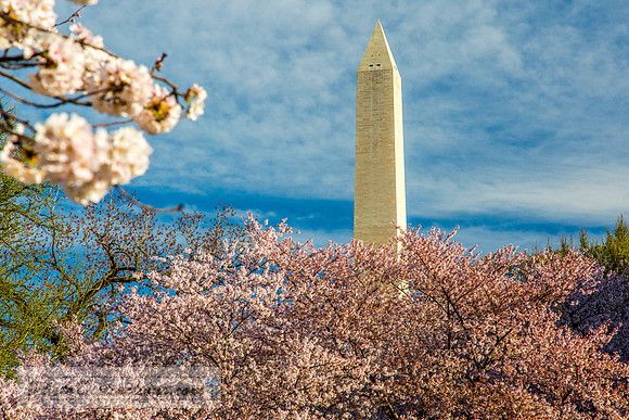 dc blossoms 8557e2 (1 of 1)